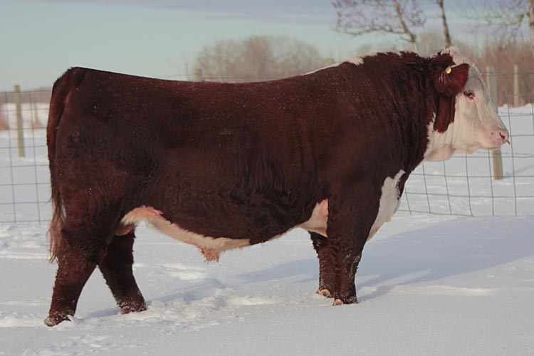 Rhino